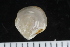  ( - ZMBN_123870)  @11 [ ] CreativeCommons - Attribution Non-Commercial Share-Alike (2018) University of Bergen Natural History Collections