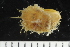  ( - ZMBN_125133)  @11 [ ] CreativeCommons - Attribution Non-Commercial Share-Alike (2018) University of Bergen Natural History Collections