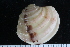  (Clausinella - ZMBN_125140)  @11 [ ] CreativeCommons - Attribution Non-Commercial Share-Alike (2018) University of Bergen Natural History Collections