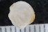  ( - ZMBN_125145)  @11 [ ] CreativeCommons - Attribution Non-Commercial Share-Alike (2018) University of Bergen Natural History Collections