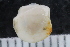  ( - ZMBN_125145)  @11 [ ] CreativeCommons - Attribution Non-Commercial Share-Alike (2018) University of Bergen Natural History Collections