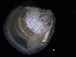  ( - ZMBN_125159)  @11 [ ] CreativeCommons - Attribution Non-Commercial Share-Alike (2018) University of Bergen Natural History Collections