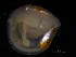  ( - ZMBN_125181)  @11 [ ] CreativeCommons - Attribution Non-Commercial Share-Alike (2018) University of Bergen Natural History Collections