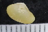  ( - ZMBN_125188)  @11 [ ] CreativeCommons - Attribution Non-Commercial Share-Alike (2018) University of Bergen Natural History Collections