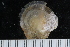  ( - ZMBN_125190)  @11 [ ] CreativeCommons - Attribution Non-Commercial Share-Alike (2018) University of Bergen Natural History Collections