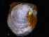  ( - ZMBN_125193)  @11 [ ] CreativeCommons - Attribution Non-Commercial Share-Alike (2018) University of Bergen Natural History Collections