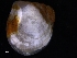 ( - ZMBN_125193)  @11 [ ] CreativeCommons - Attribution Non-Commercial Share-Alike (2018) University of Bergen Natural History Collections