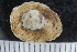  ( - ZMBN_125201)  @11 [ ] CreativeCommons - Attribution Non-Commercial Share-Alike (2018) University of Bergen Natural History Collections