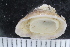  ( - ZMBN_125201)  @11 [ ] CreativeCommons - Attribution Non-Commercial Share-Alike (2018) University of Bergen Natural History Collections