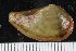  ( - ZMBN_125212)  @11 [ ] CreativeCommons - Attribution Non-Commercial Share-Alike (2018) University of Bergen Natural History Collections