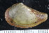  ( - ZMBN_125212)  @11 [ ] CreativeCommons - Attribution Non-Commercial Share-Alike (2018) University of Bergen Natural History Collections