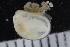  ( - ZMBN_125214)  @11 [ ] CreativeCommons - Attribution Non-Commercial Share-Alike (2018) University of Bergen Natural History Collections