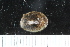  ( - ZMBN_125236)  @11 [ ] CreativeCommons - Attribution Non-Commercial Share-Alike (2018) University of Bergen Natural History Collections
