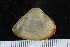  ( - ZMBN_125251)  @11 [ ] CreativeCommons - Attribution Non-Commercial Share-Alike (2018) University of Bergen Natural History Collections