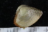  ( - ZMBN_125251)  @11 [ ] CreativeCommons - Attribution Non-Commercial Share-Alike (2018) University of Bergen Natural History Collections