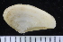  ( - ZMBN_125270)  @11 [ ] CreativeCommons - Attribution Non-Commercial Share-Alike (2018) University of Bergen Natural History Collections