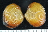  (Astarte cf. crenata - ZMBN_125303)  @11 [ ] CreativeCommons - Attribution Non-Commercial Share-Alike (2018) University of Bergen Natural History Collections