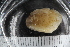  ( - ZMBN_125329)  @11 [ ] CreativeCommons - Attribution Non-Commercial Share-Alike (2018) University of Bergen Natural History Collections