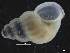  (Chrysallida - ZMBN_126467)  @11 [ ] CreativeCommons - Attribution Non-Commercial Share-Alike (2019) University of Bergen University of Bergen, Natural History Collections
