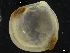  ( - ZMBN_126507)  @11 [ ] CreativeCommons - Attribution Non-Commercial Share-Alike (2019) University of Bergen University of Bergen, Natural History Collections
