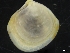  ( - ZMBN_126511)  @11 [ ] CreativeCommons - Attribution Non-Commercial Share-Alike (2019) University of Bergen University of Bergen, Natural History Collections