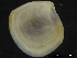  ( - ZMBN_126511)  @11 [ ] CreativeCommons - Attribution Non-Commercial Share-Alike (2019) University of Bergen University of Bergen, Natural History Collections