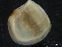  ( - ZMBN_126514)  @11 [ ] CreativeCommons - Attribution Non-Commercial Share-Alike (2019) University of Bergen University of Bergen, Natural History Collections
