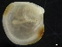  ( - ZMBN_126518)  @11 [ ] CreativeCommons - Attribution Non-Commercial Share-Alike (2019) University of Bergen University of Bergen, Natural History Collections