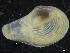  ( - ZMBN_126537)  @11 [ ] CreativeCommons - Attribution Non-Commercial Share-Alike (2019) University of Bergen University of Bergen, Natural History Collections