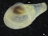  ( - ZMBN_126537)  @11 [ ] CreativeCommons - Attribution Non-Commercial Share-Alike (2019) University of Bergen University of Bergen, Natural History Collections