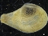  ( - ZMBN_126541)  @11 [ ] CreativeCommons - Attribution Non-Commercial Share-Alike (2019) University of Bergen University of Bergen, Natural History Collections