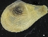  ( - ZMBN_126541)  @11 [ ] CreativeCommons - Attribution Non-Commercial Share-Alike (2019) University of Bergen University of Bergen, Natural History Collections