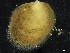 ( - ZMBN_126543)  @11 [ ] CreativeCommons - Attribution Non-Commercial Share-Alike (2019) University of Bergen University of Bergen, Natural History Collections