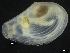  ( - ZMBN_126544)  @11 [ ] CreativeCommons - Attribution Non-Commercial Share-Alike (2019) University of Bergen University of Bergen, Natural History Collections