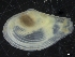  ( - ZMBN_126544)  @11 [ ] CreativeCommons - Attribution Non-Commercial Share-Alike (2019) University of Bergen University of Bergen, Natural History Collections