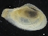  ( - ZMBN_126545)  @11 [ ] CreativeCommons - Attribution Non-Commercial Share-Alike (2019) University of Bergen University of Bergen, Natural History Collections