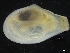  ( - ZMBN_126545)  @11 [ ] CreativeCommons - Attribution Non-Commercial Share-Alike (2019) University of Bergen University of Bergen, Natural History Collections