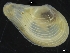  ( - ZMBN_126546)  @11 [ ] CreativeCommons - Attribution Non-Commercial Share-Alike (2019) University of Bergen University of Bergen, Natural History Collections