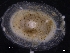  ( - ZMBN_129852)  @11 [ ] CreativeCommons - Attribution Non-Commercial Share-Alike (2019) University of Bergen University of Bergen, Natural History Collections