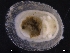  ( - ZMBN_129852)  @11 [ ] CreativeCommons - Attribution Non-Commercial Share-Alike (2019) University of Bergen University of Bergen, Natural History Collections