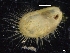  ( - ZMBN_129928)  @11 [ ] CreativeCommons - Attribution Non-Commercial Share-Alike (2019) University of Bergen University of Bergen, Natural History Collections