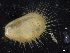  ( - ZMBN_129928)  @11 [ ] CreativeCommons - Attribution Non-Commercial Share-Alike (2019) University of Bergen University of Bergen, Natural History Collections