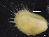  ( - ZMBN_129932)  @11 [ ] CreativeCommons - Attribution Non-Commercial Share-Alike (2019) University of Bergen University of Bergen, Natural History Collections