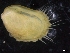  ( - ZMBN_129932)  @11 [ ] CreativeCommons - Attribution Non-Commercial Share-Alike (2019) University of Bergen University of Bergen, Natural History Collections