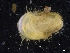  ( - ZMBN_129938)  @11 [ ] CreativeCommons - Attribution Non-Commercial Share-Alike (2019) University of Bergen University of Bergen, Natural History Collections