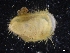  ( - ZMBN_129938)  @11 [ ] CreativeCommons - Attribution Non-Commercial Share-Alike (2019) University of Bergen University of Bergen, Natural History Collections