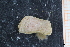  ( - ZMBN_129946)  @11 [ ] CreativeCommons - Attribution Non-Commercial Share-Alike (2019) University of Bergen University of Bergen, Natural History Collections