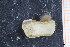  ( - ZMBN_129946)  @11 [ ] CreativeCommons - Attribution Non-Commercial Share-Alike (2019) University of Bergen University of Bergen, Natural History Collections