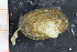  ( - ZMBN_129953)  @11 [ ] CreativeCommons - Attribution Non-Commercial Share-Alike (2019) University of Bergen University of Bergen, Natural History Collections