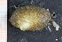  ( - ZMBN_129953)  @11 [ ] CreativeCommons - Attribution Non-Commercial Share-Alike (2019) University of Bergen University of Bergen, Natural History Collections